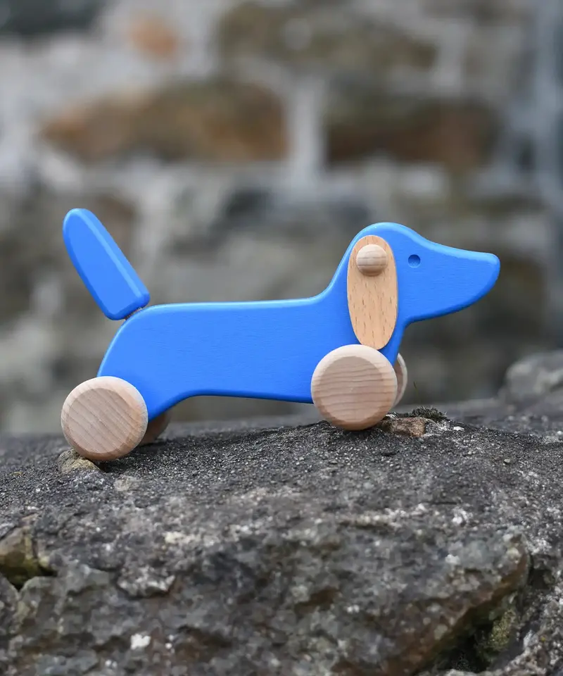 Bajo Blue Dachshund Puppy 1