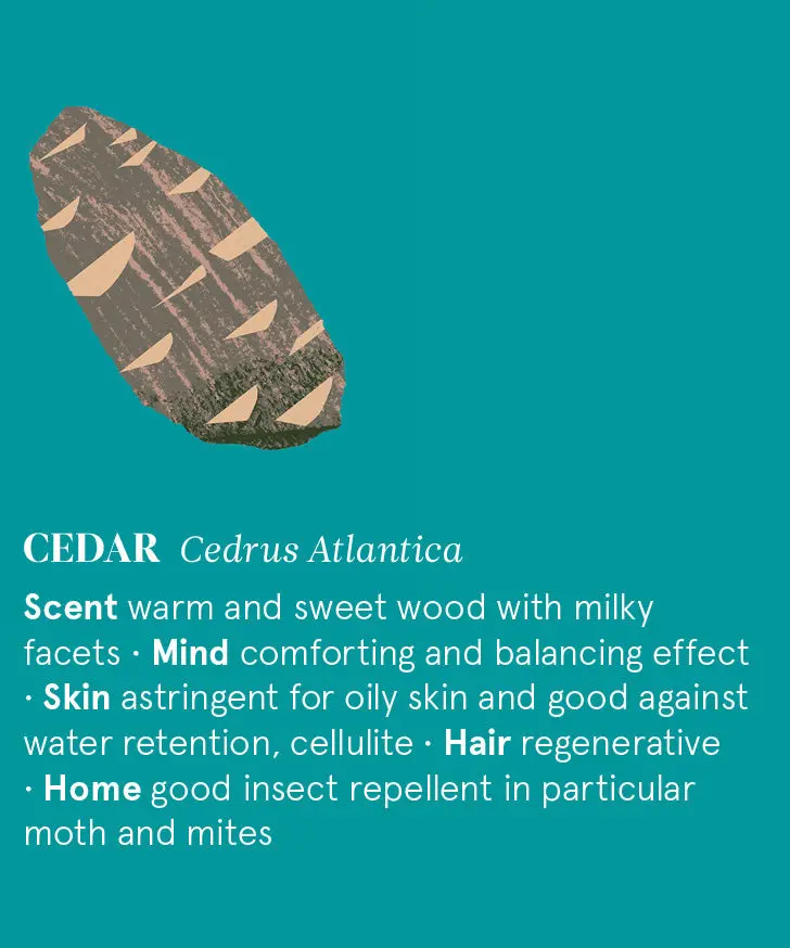 Cedar Atlas Essential Oil 12Ml 2