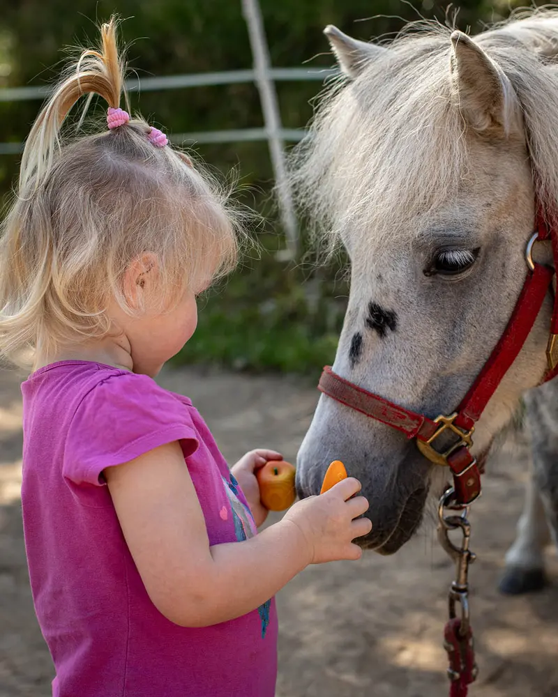 Erzi Horse Care Accessory Set 2