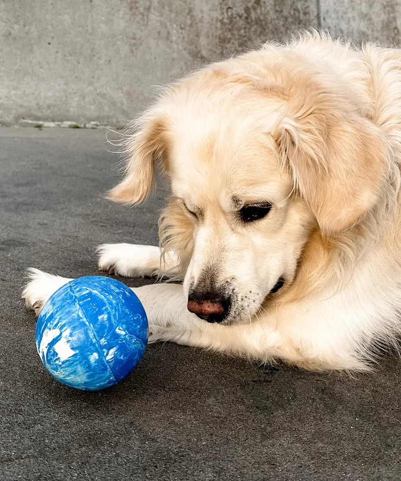 Hevea Dog Planet Activity Ball - Blue 2