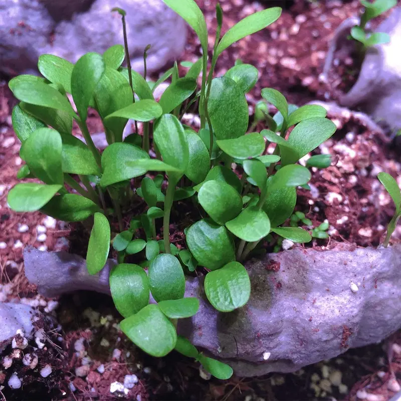 Kabloom Pollinator Beebom Seedbom 2