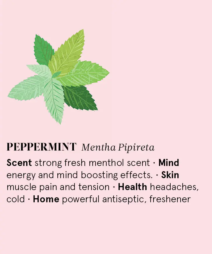 Organic Peppermint Essential Oil 12Ml 2