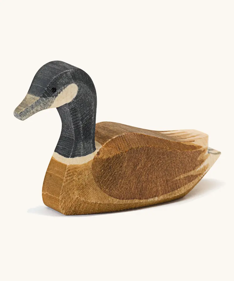 Ostheimer Canada Goose Swimming 1