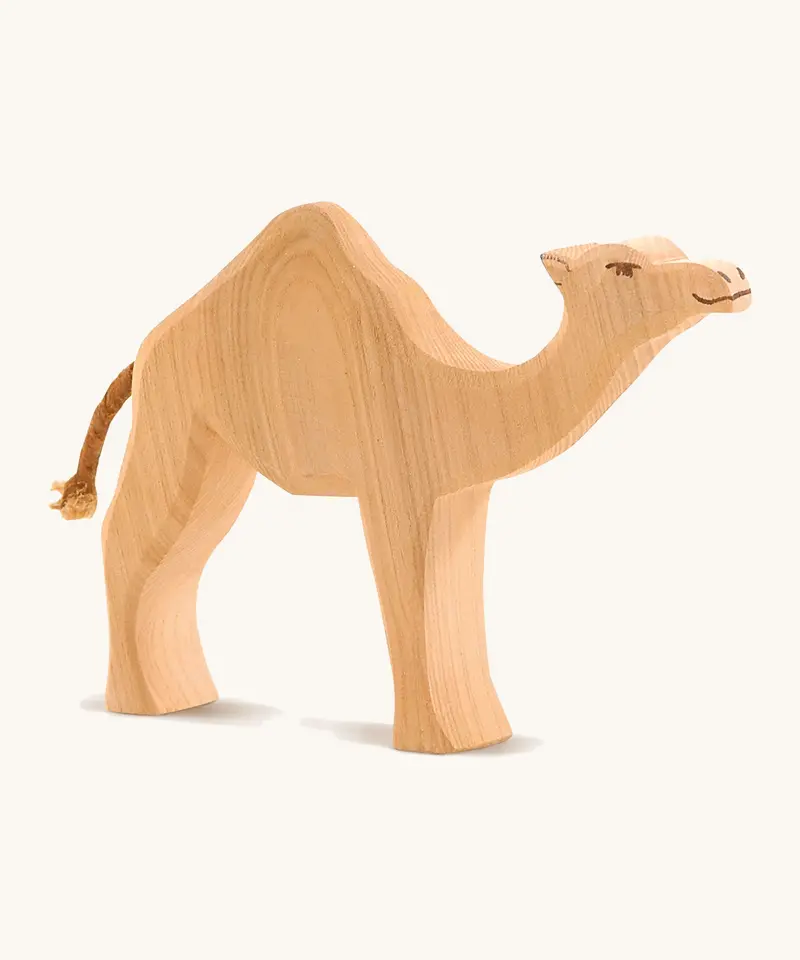 Ostheimer Dromedary Camel 1