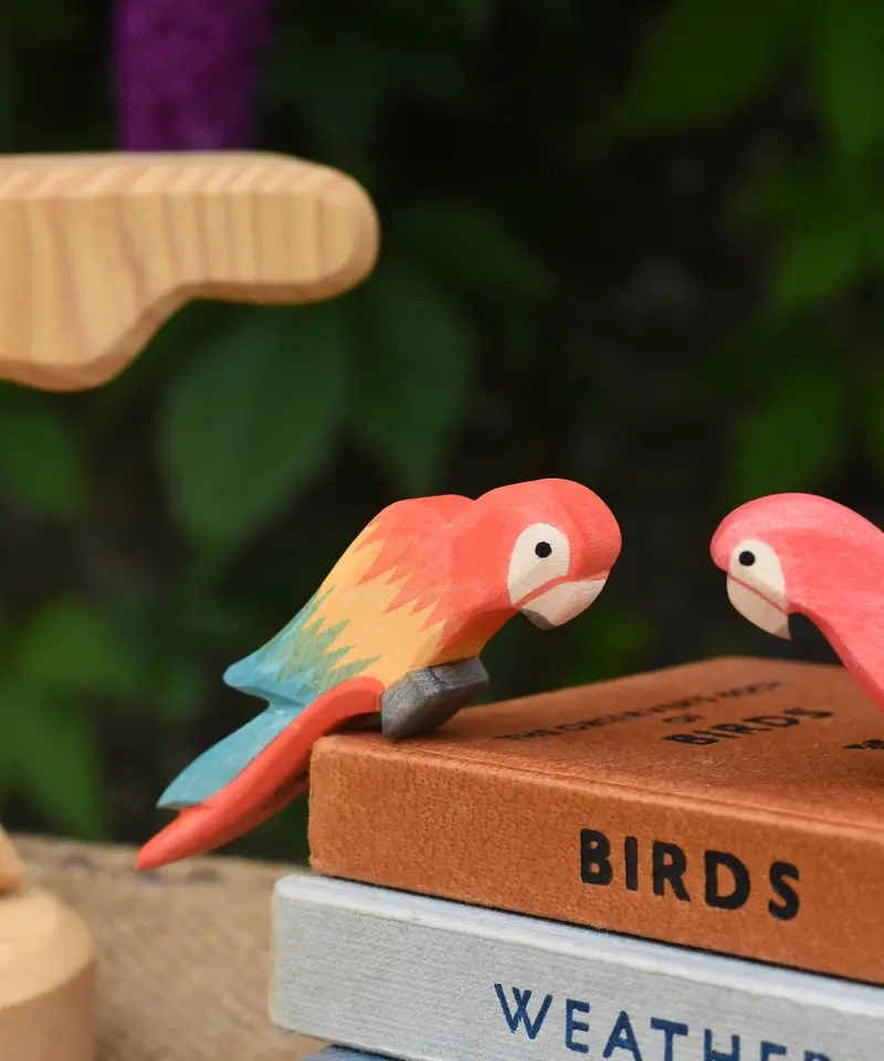Ostheimer Multicoloured Parrot 2