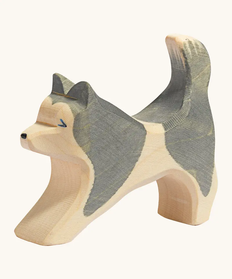 Ostheimer Sled Dog Running 1