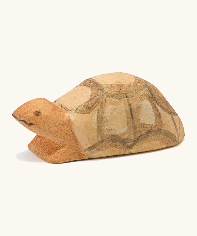 Ostheimer Small Turtle 1