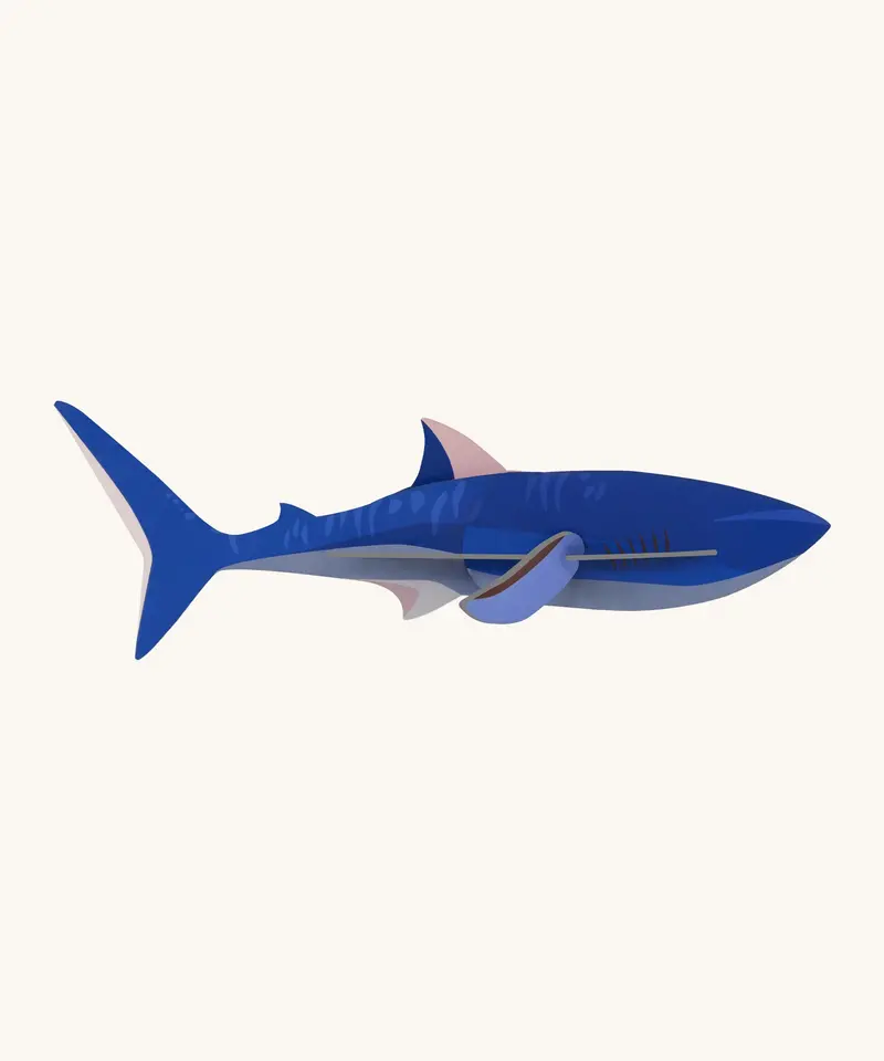 Studio Roof Cardboard Model - Shark 1