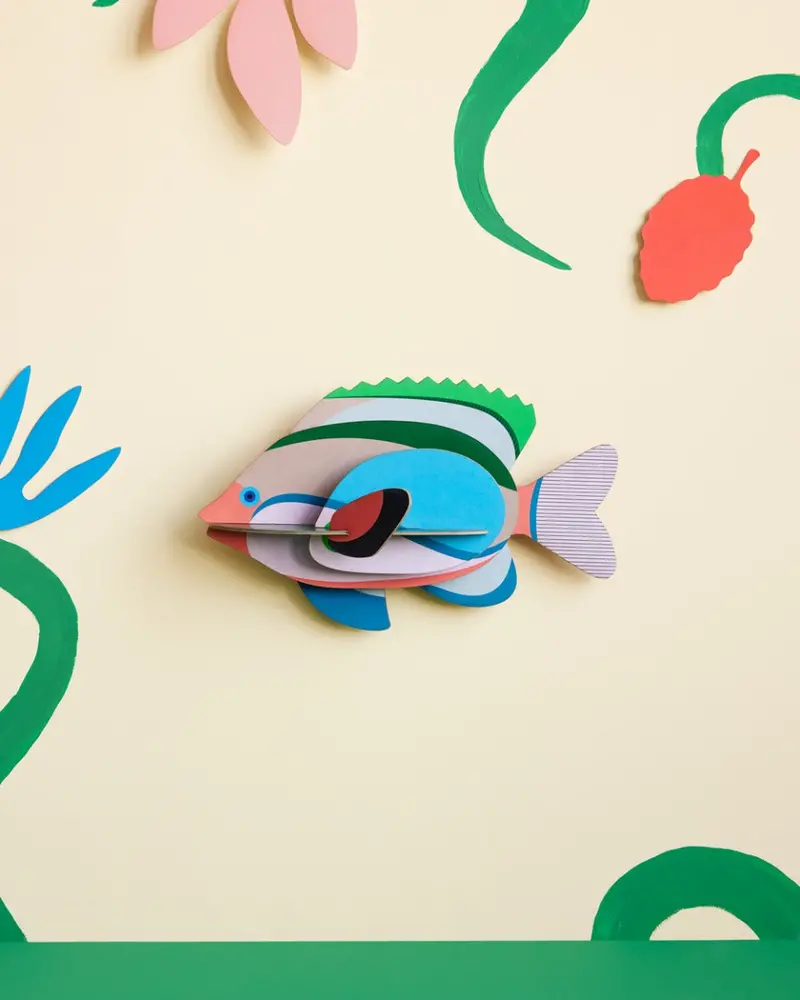 Studio Roof Fairy Wrasse 2